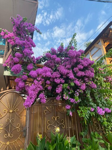 Внешний вид отеля Онтарио в Гагре, фото 3