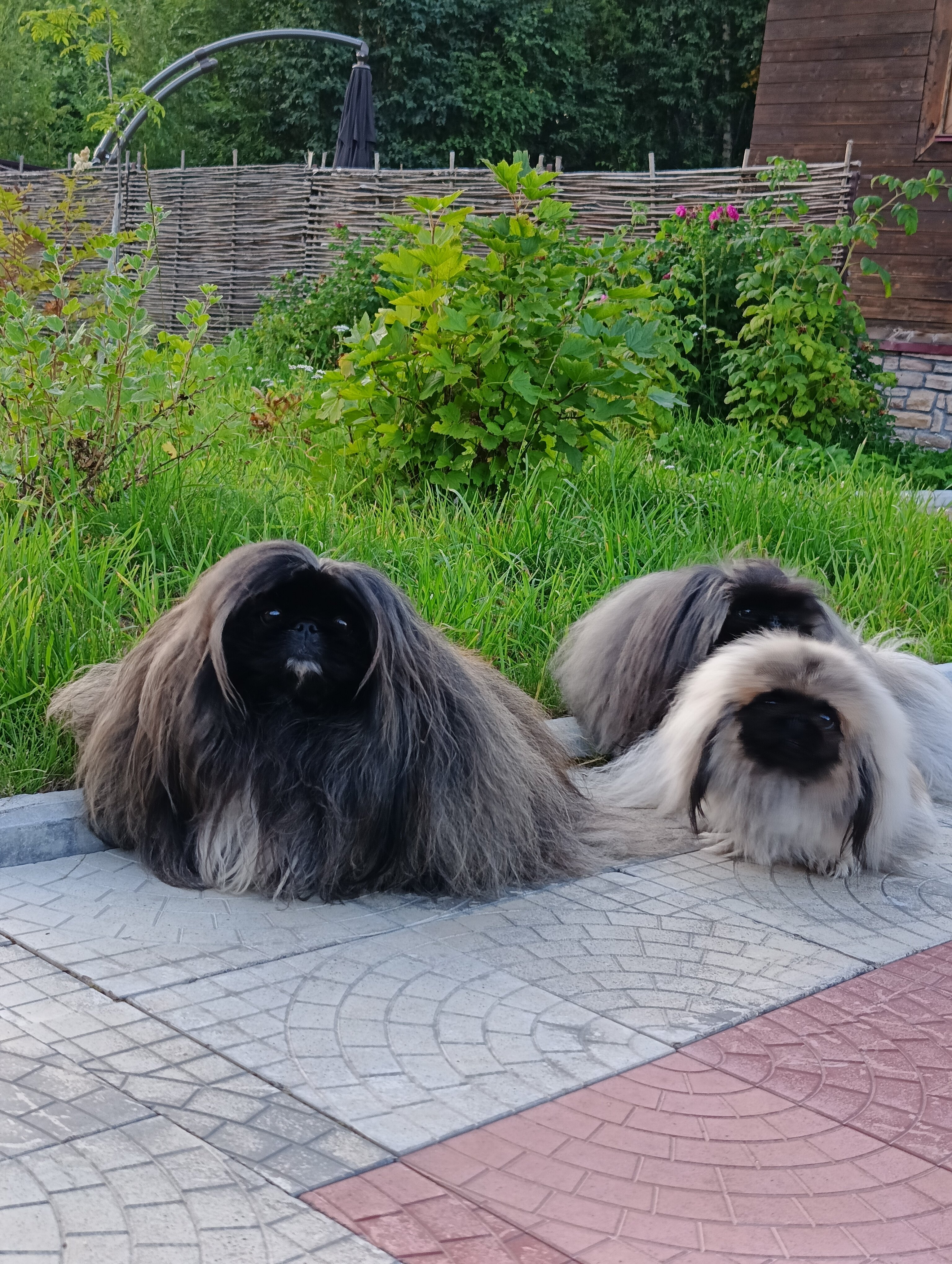 Фото Лесная поляна