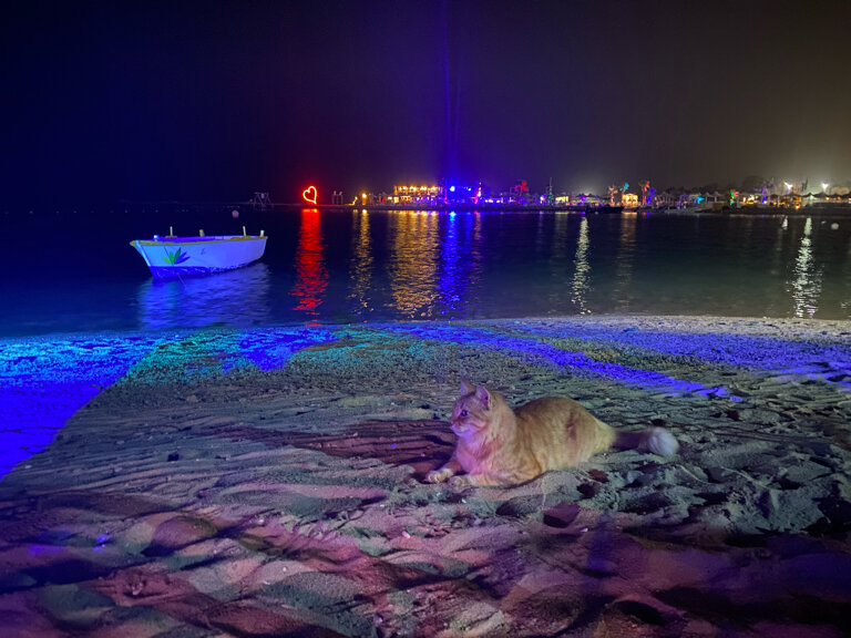 Фото JAZ Royal Palmariva