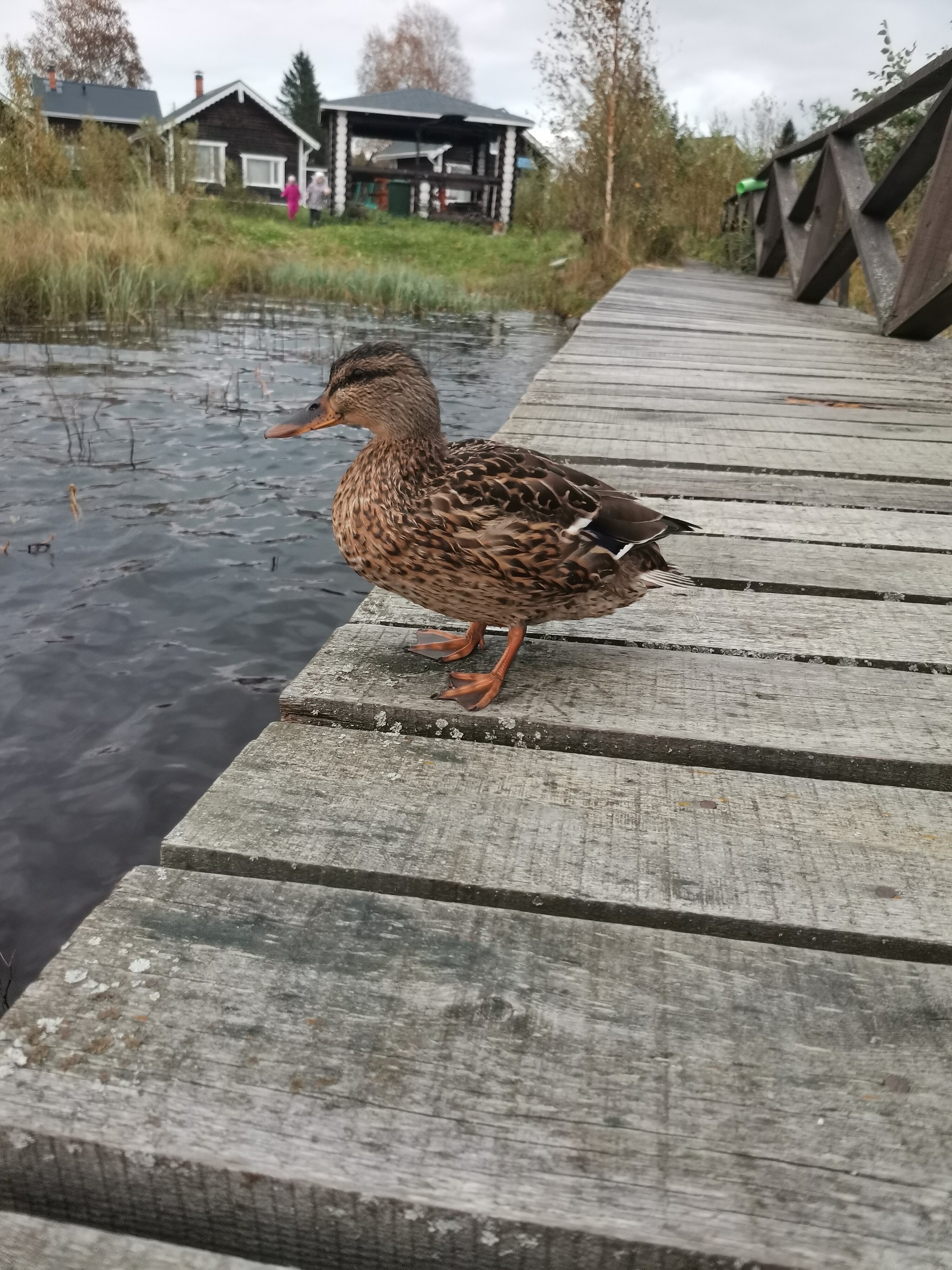 Фото Кивиранта