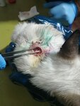 Veterinarnaya Stantsiya Gorodskaya (ulitsa Kivgila, 30), veterinary clinic