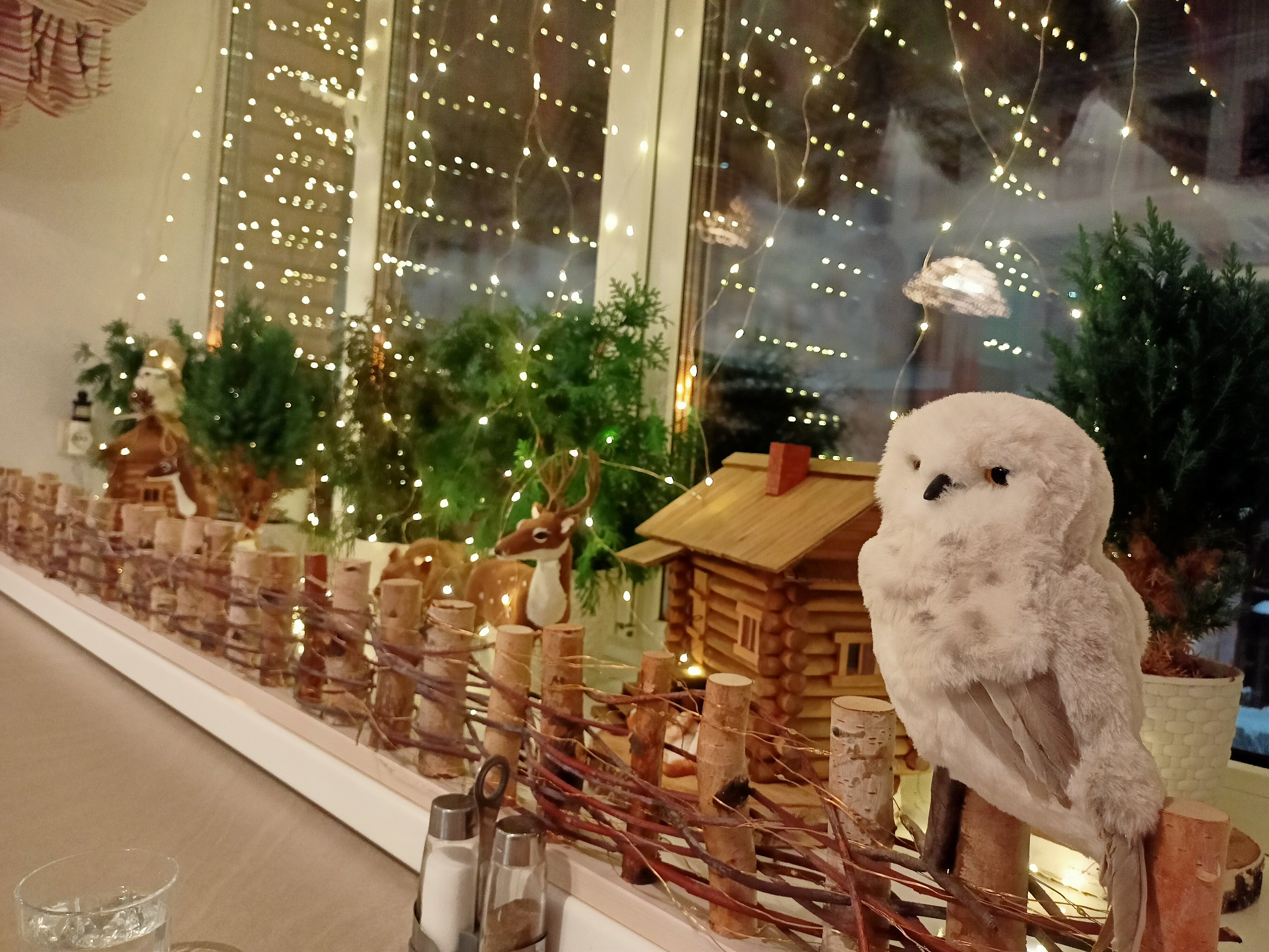 Фото Северница