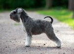 Zwergschnauzer kennel Sky Keeper (Khasanskaya Street, 18к1), animal nursery