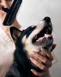 Vetcity Grooming (просп. Мира, 120), зоосалон, зоопарикмахерская в Москве