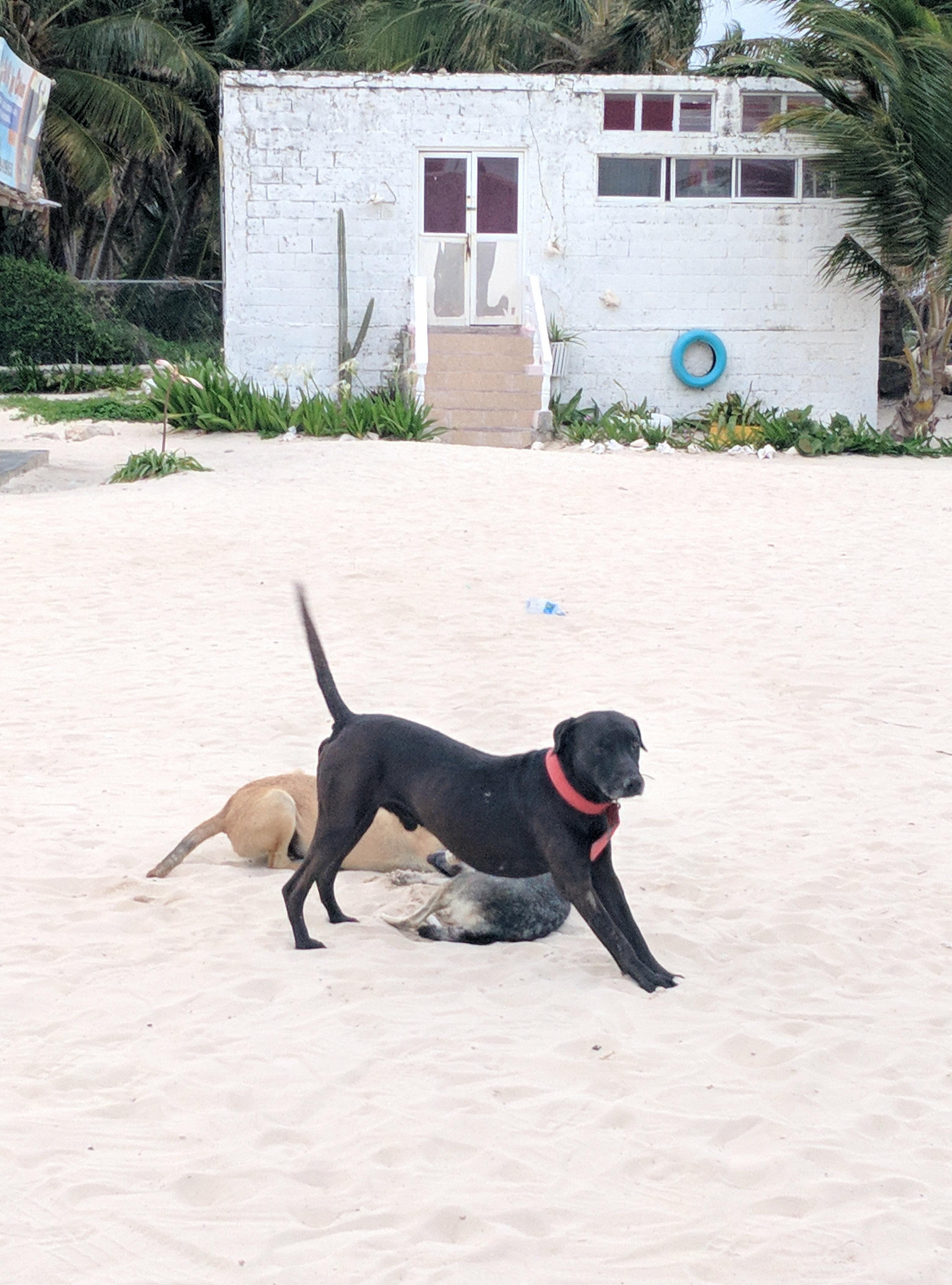 Фото Catalonia Royal Bavaro