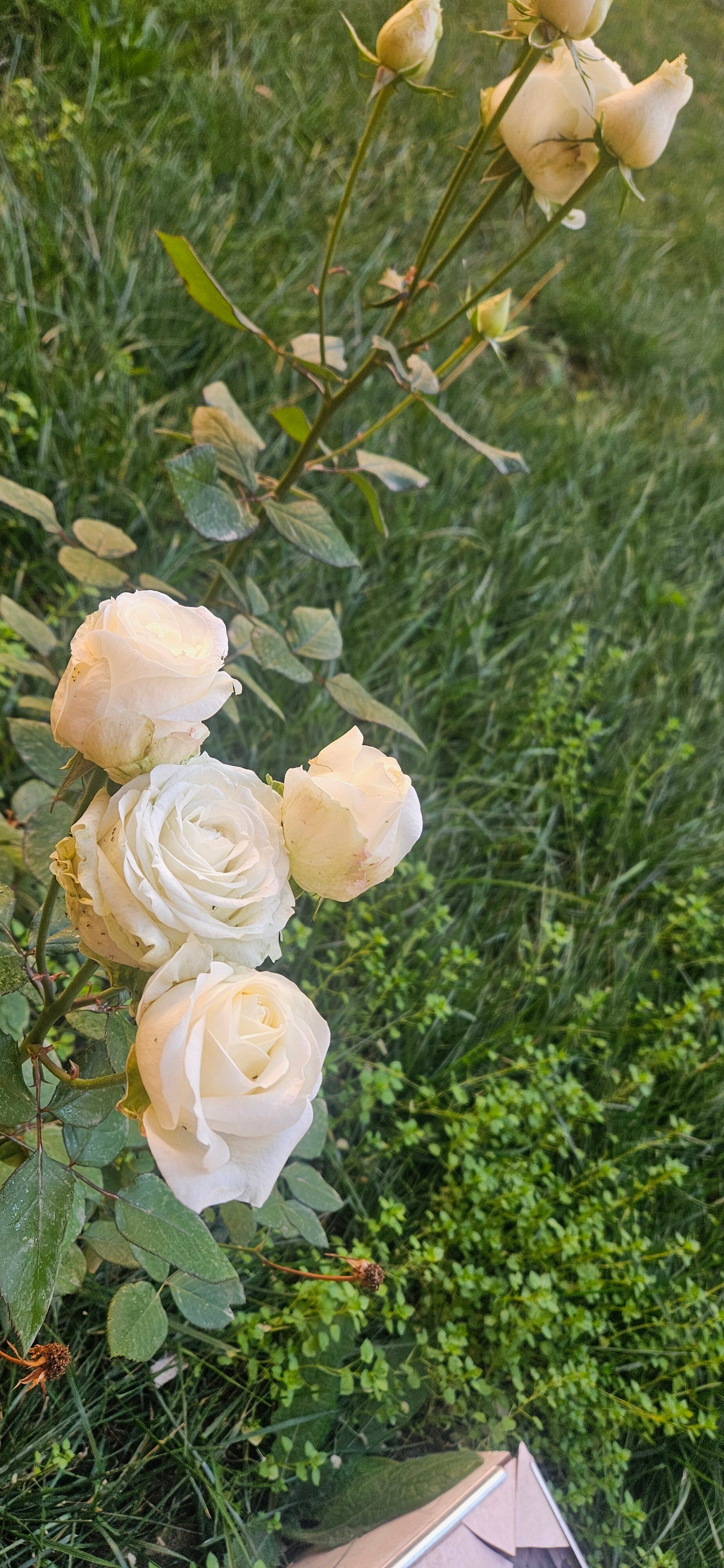 Фото Hotel Suzuk ota