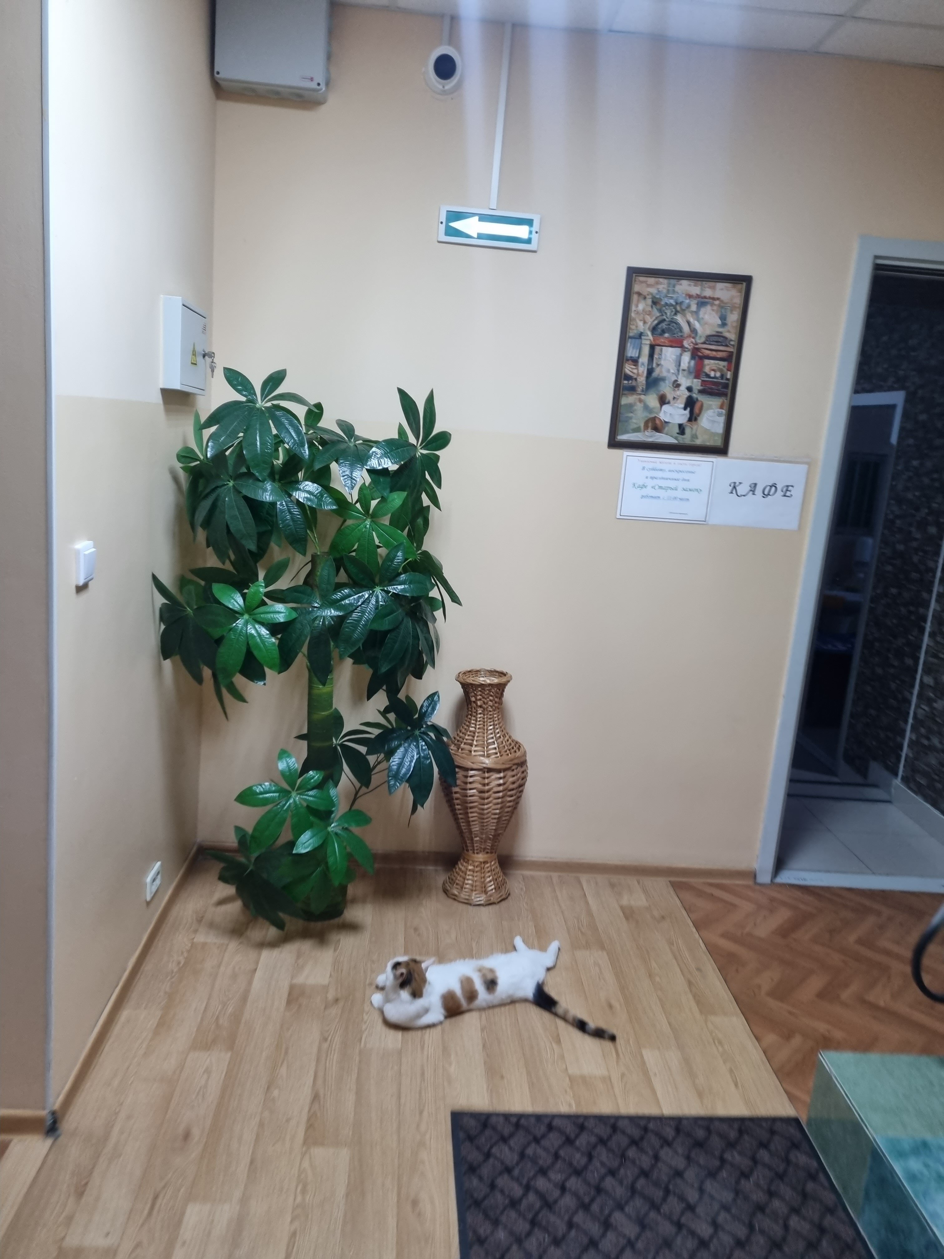 Фото Сафари