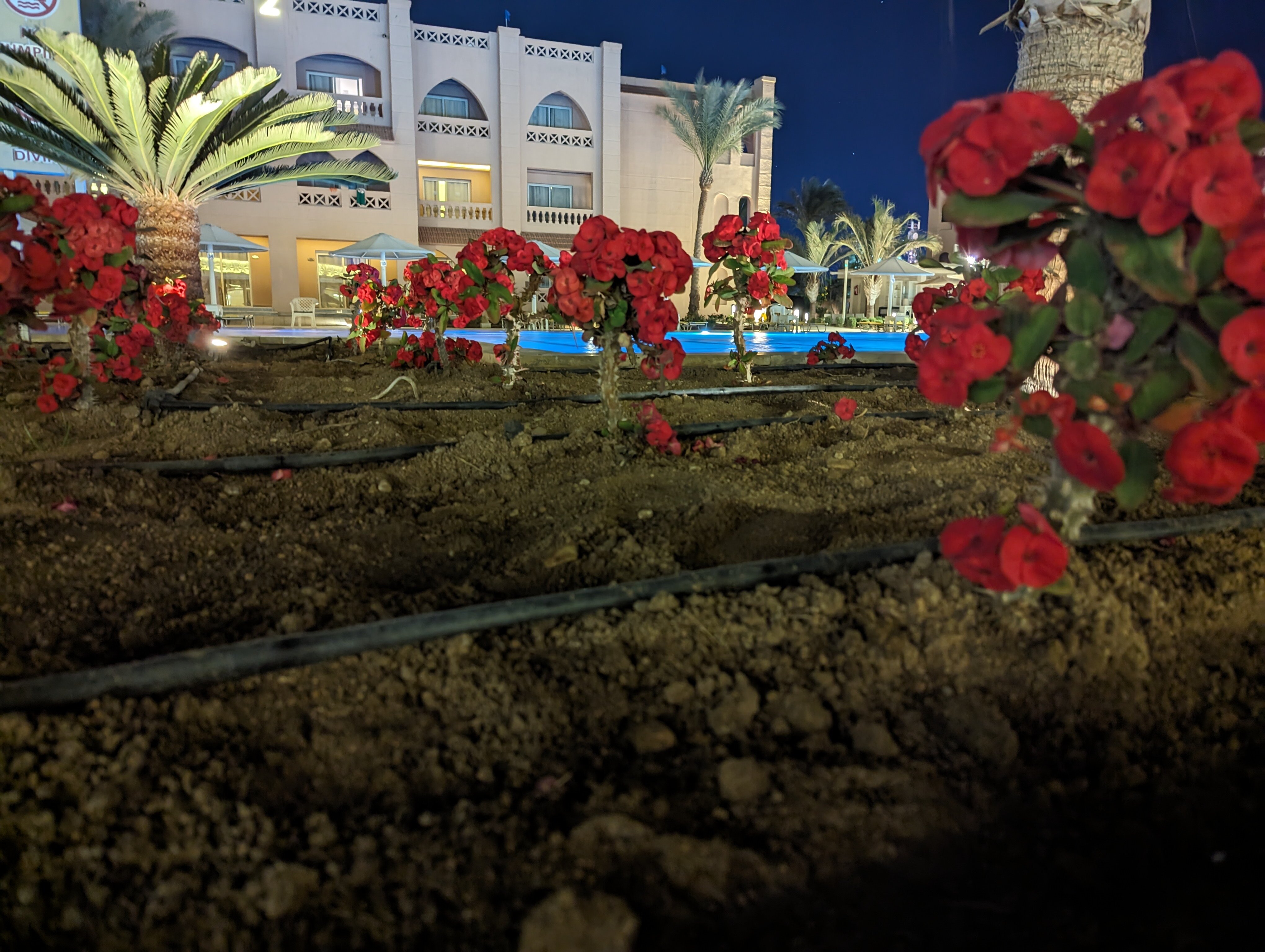 Фото Pickalbatros Aqua Blu Resort