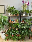 Prıvet buket (Kaliningrad, Artilleriyskaya Street, 22), flowers and bouquets delivery