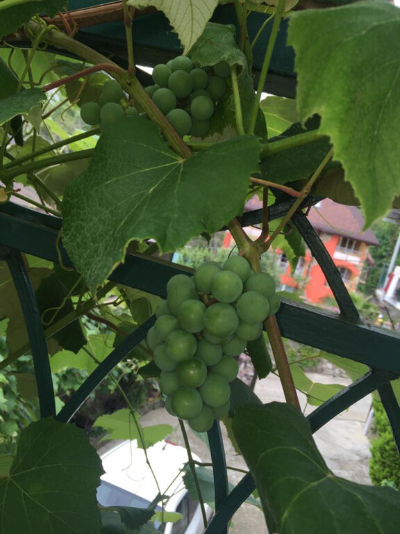 Фото Гостевой дом Гаро