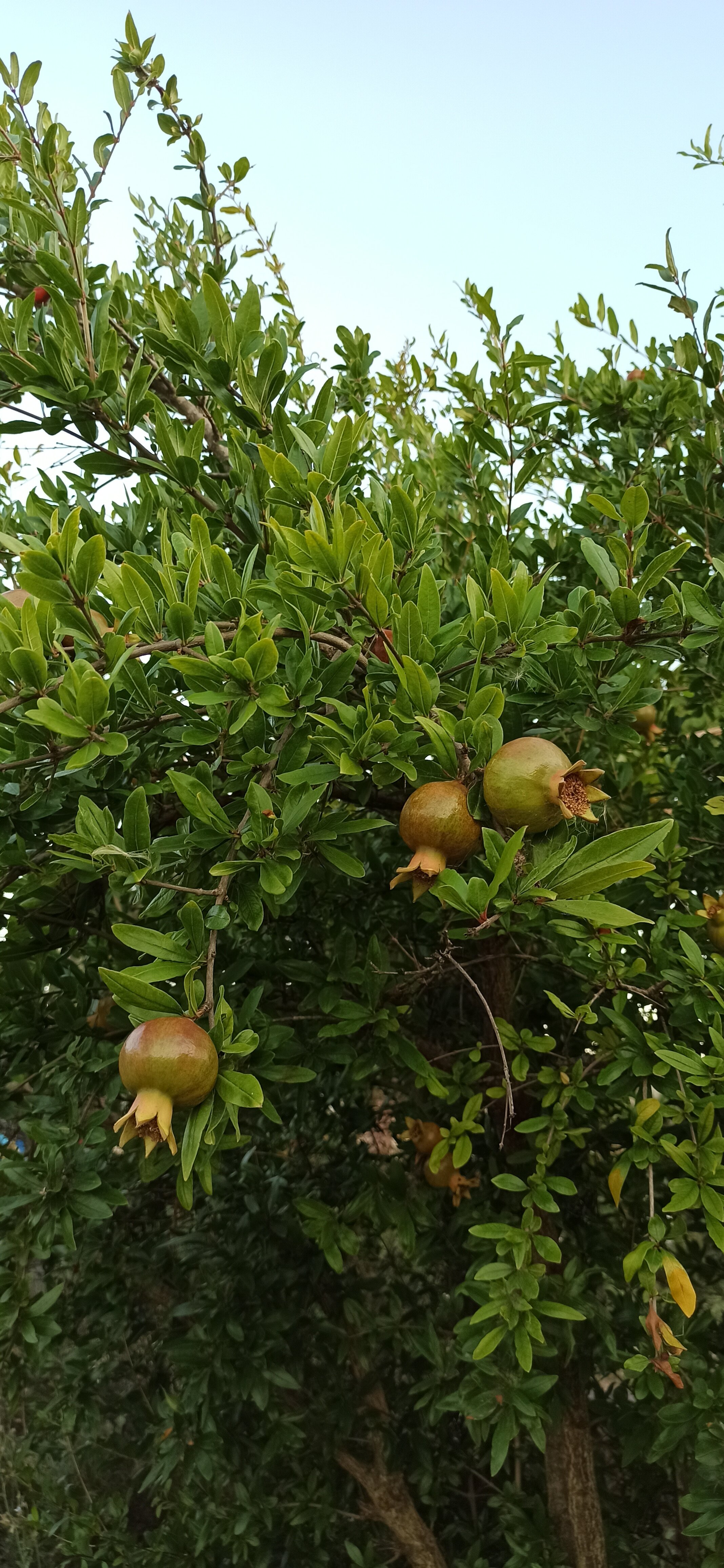 Фото Малморикс