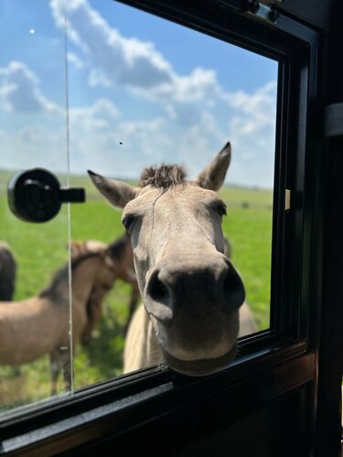 Гостиница Олений в Липецкой области