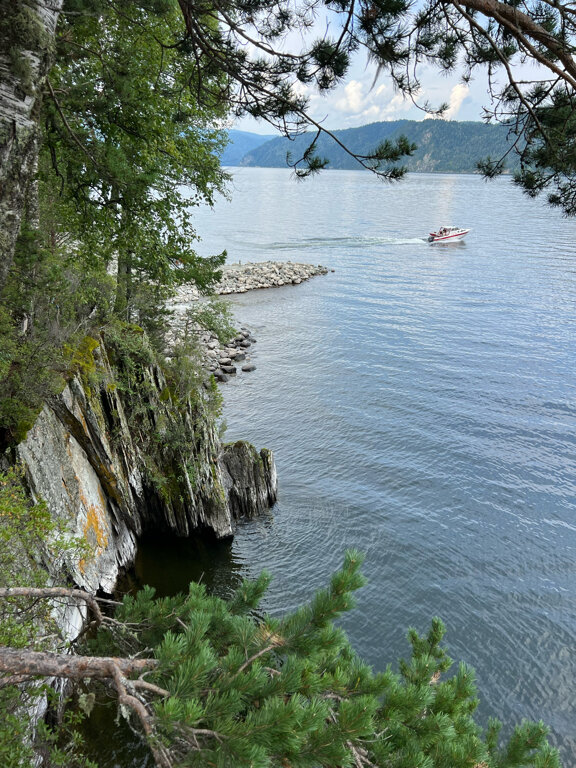 Фото Телецкое золотое