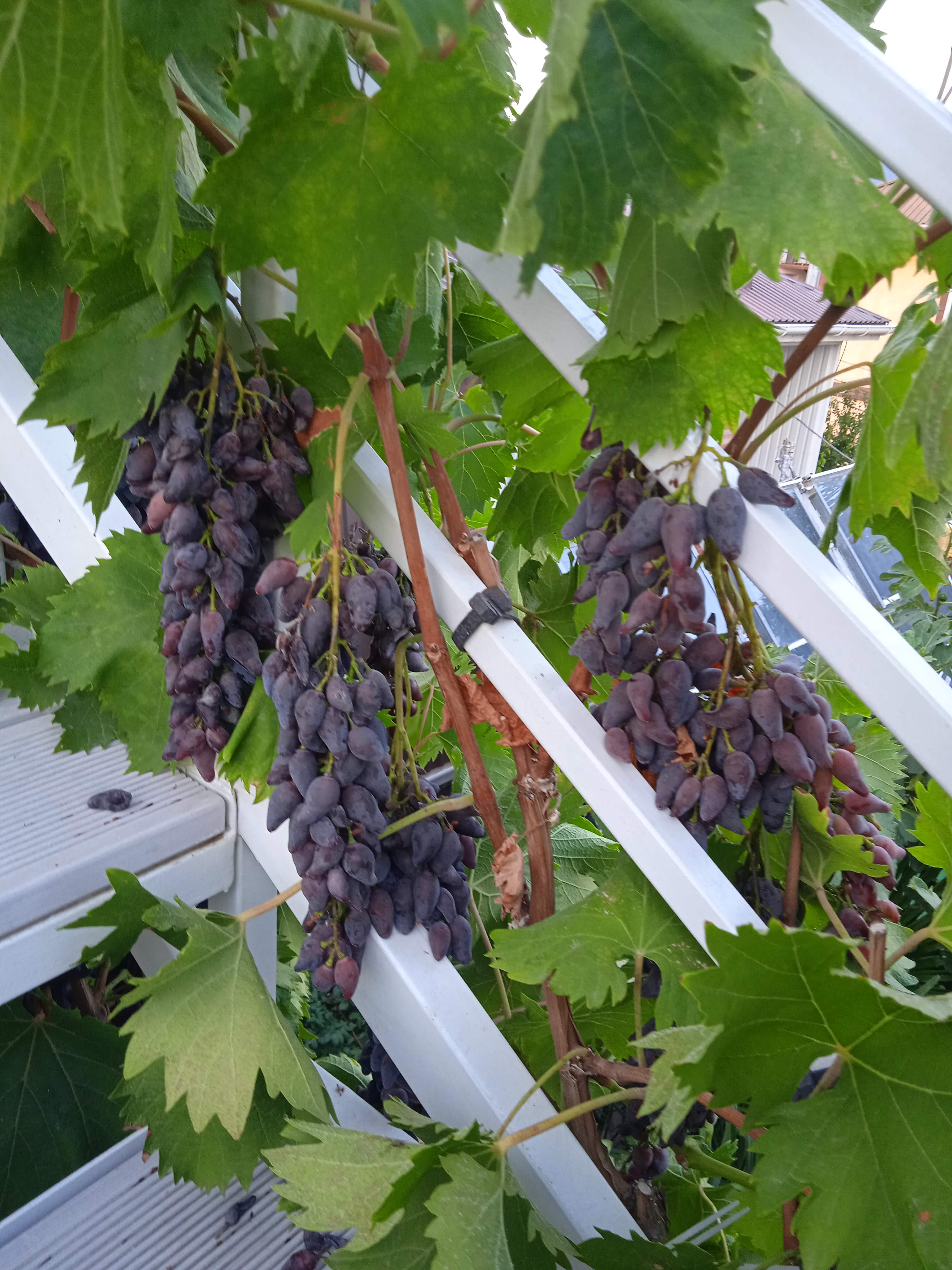 Фото Гостевой дом Вишневских