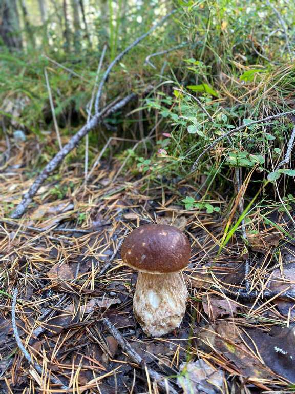 Фото Коттеджи Матриярви