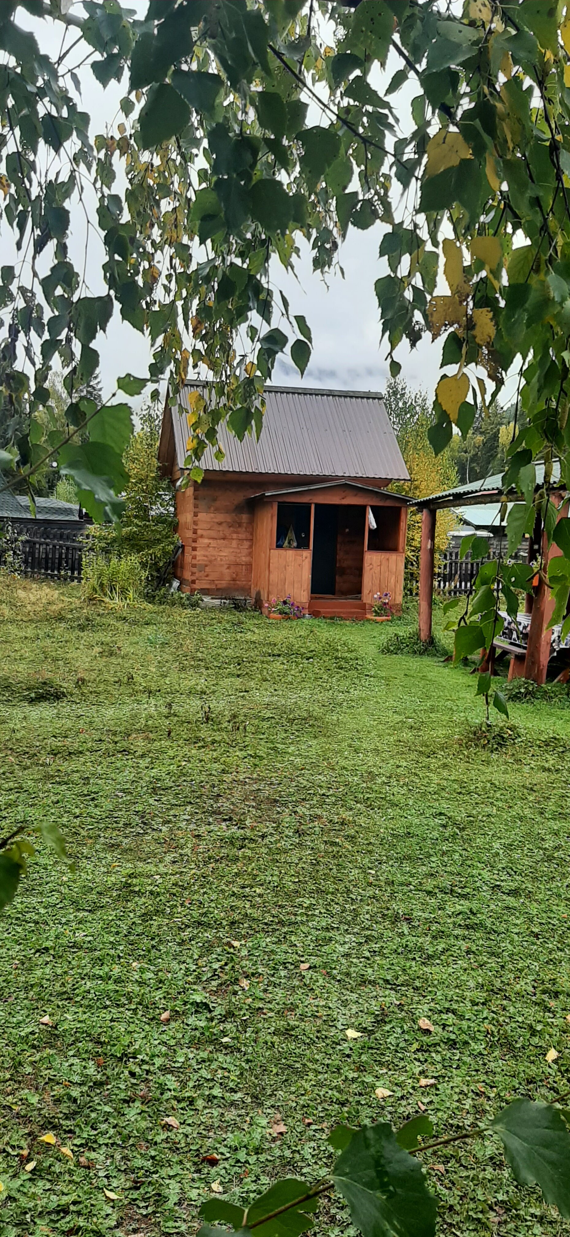 Фото Еловая опушка