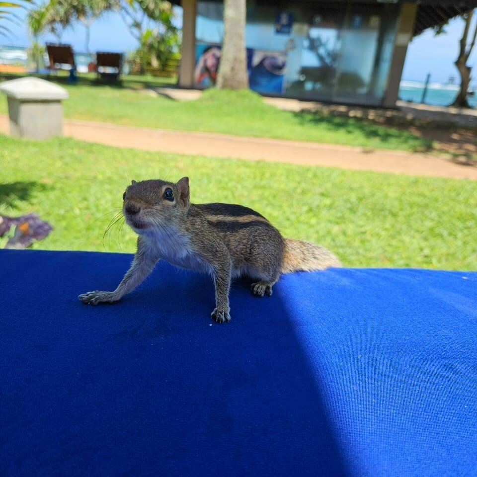 Фото Hikka Tranz by Cinnamon