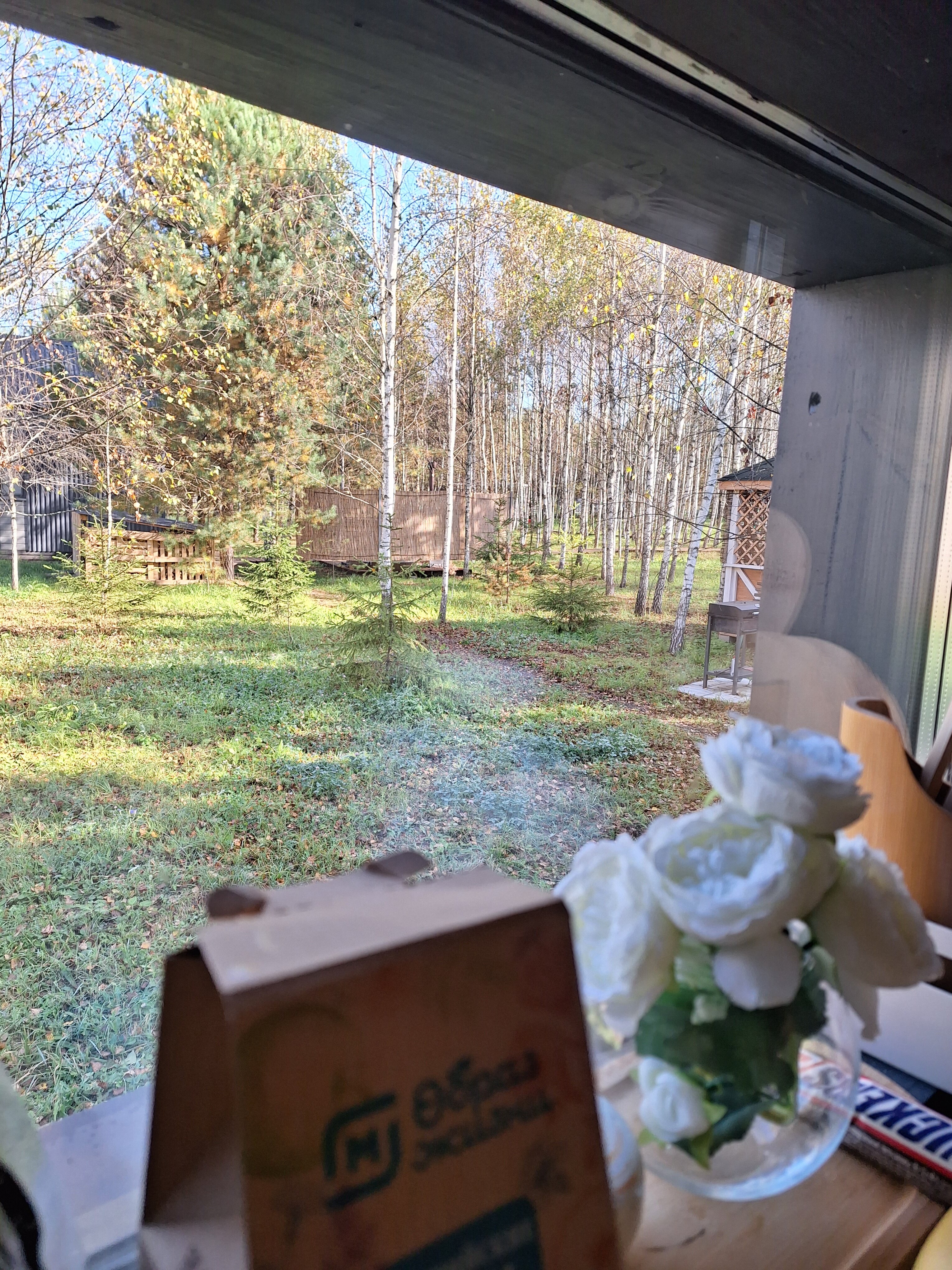 Фото Дыши лесом