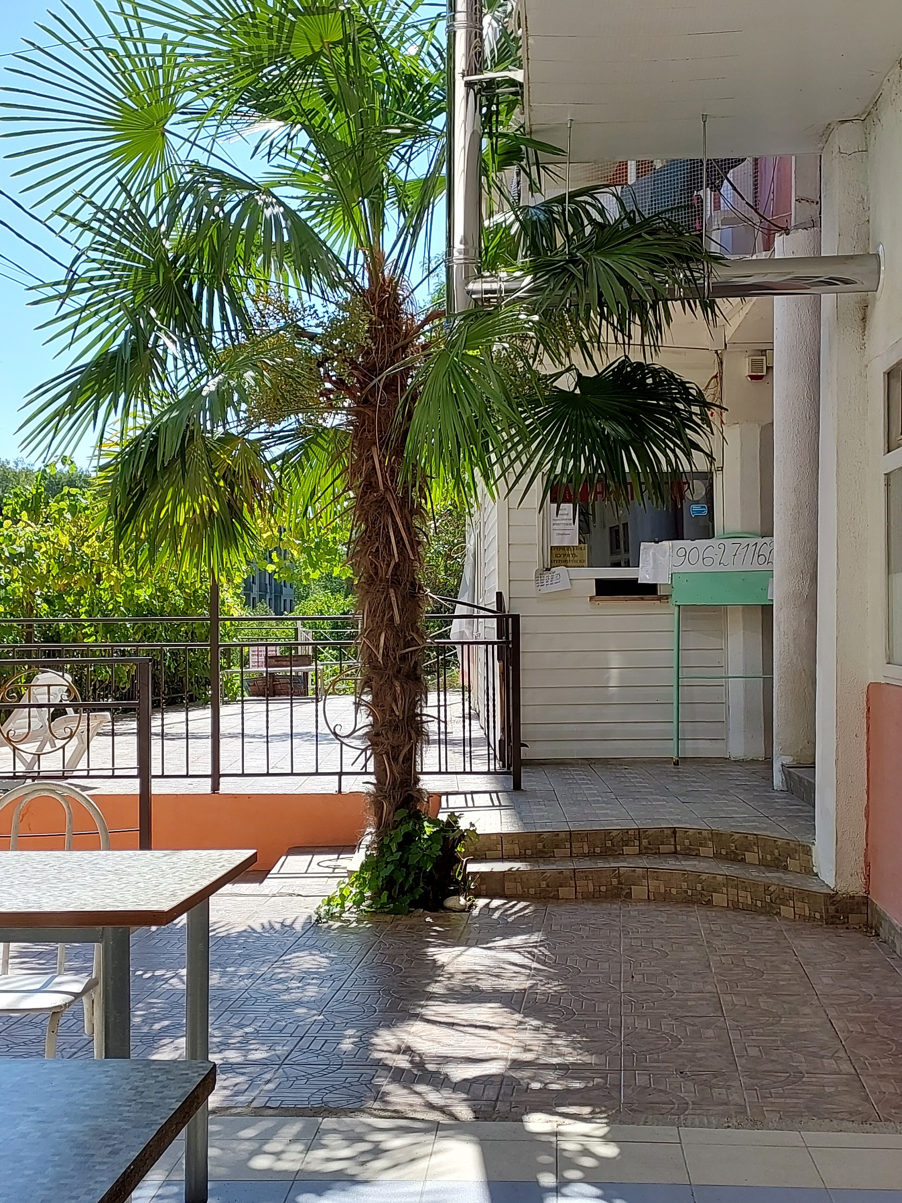 Фото Пальма