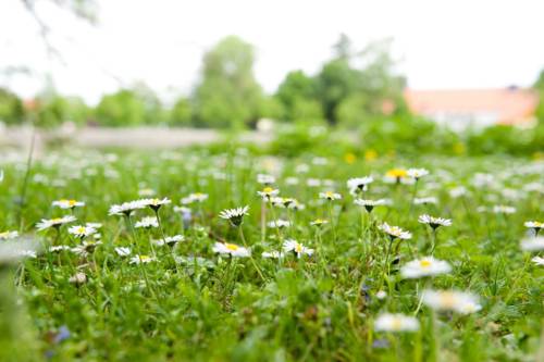 Фото Landhaus Zu Den Rothen Forellen Hotel