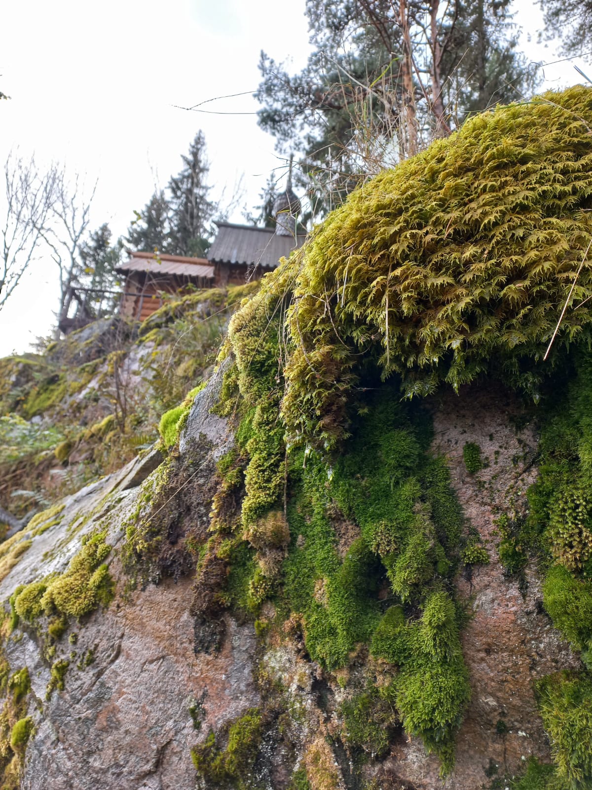 Фото Времена Года