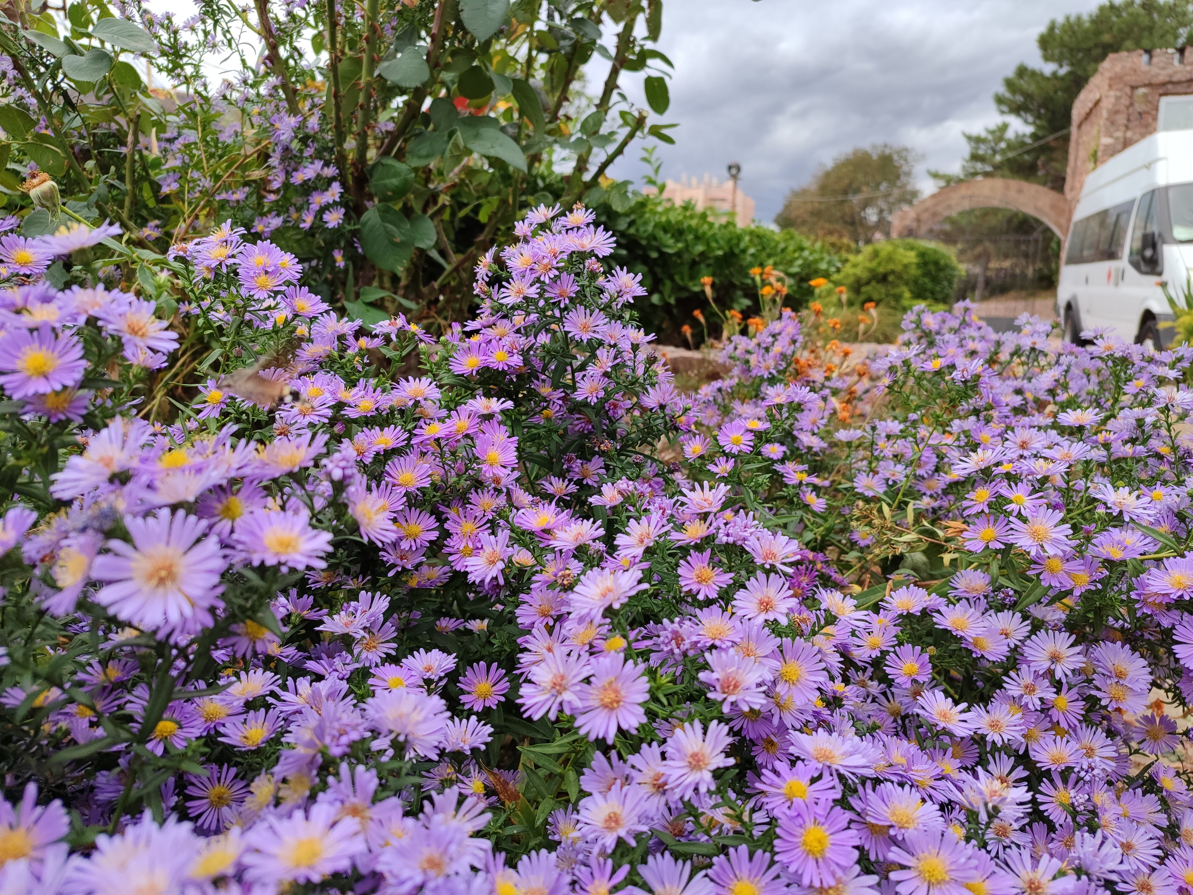 Фото Маджестик