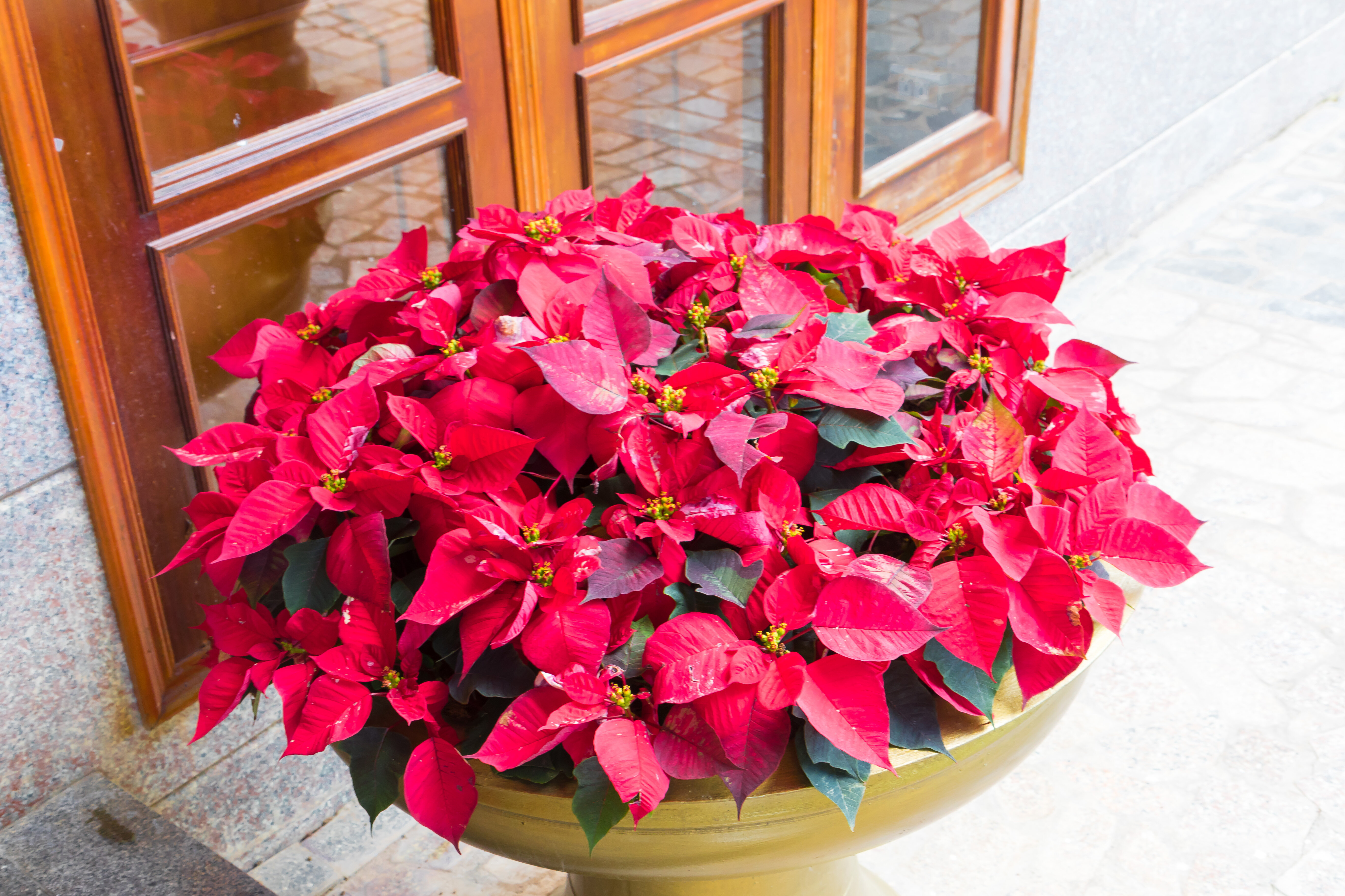 Фото Hoang Anh Dat Xanh Da Lat Resort