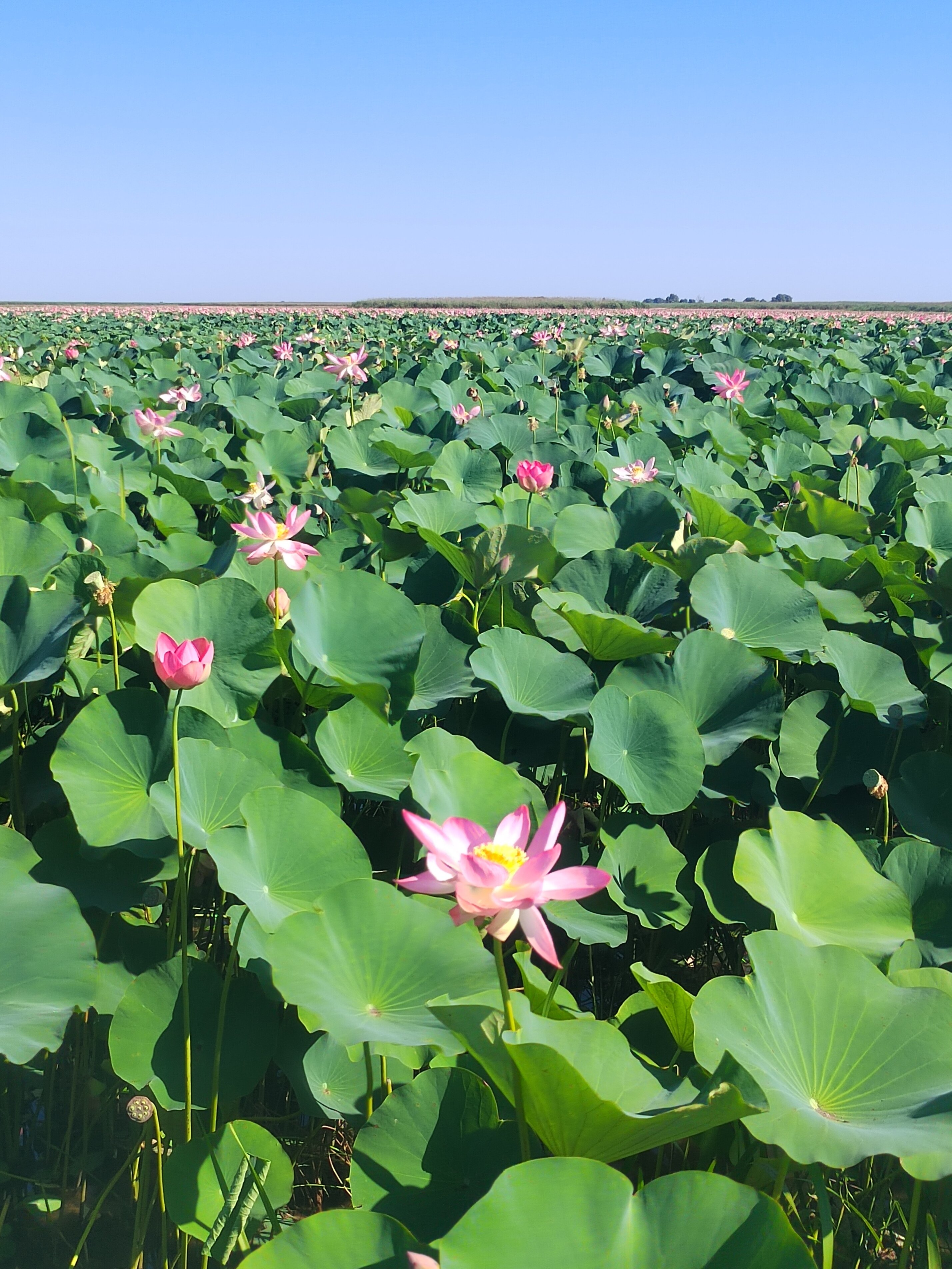 Фото River House