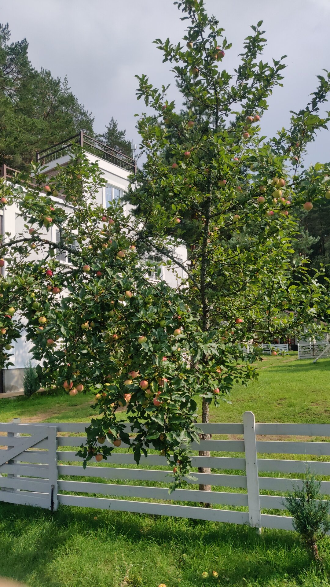 Фото Озерява