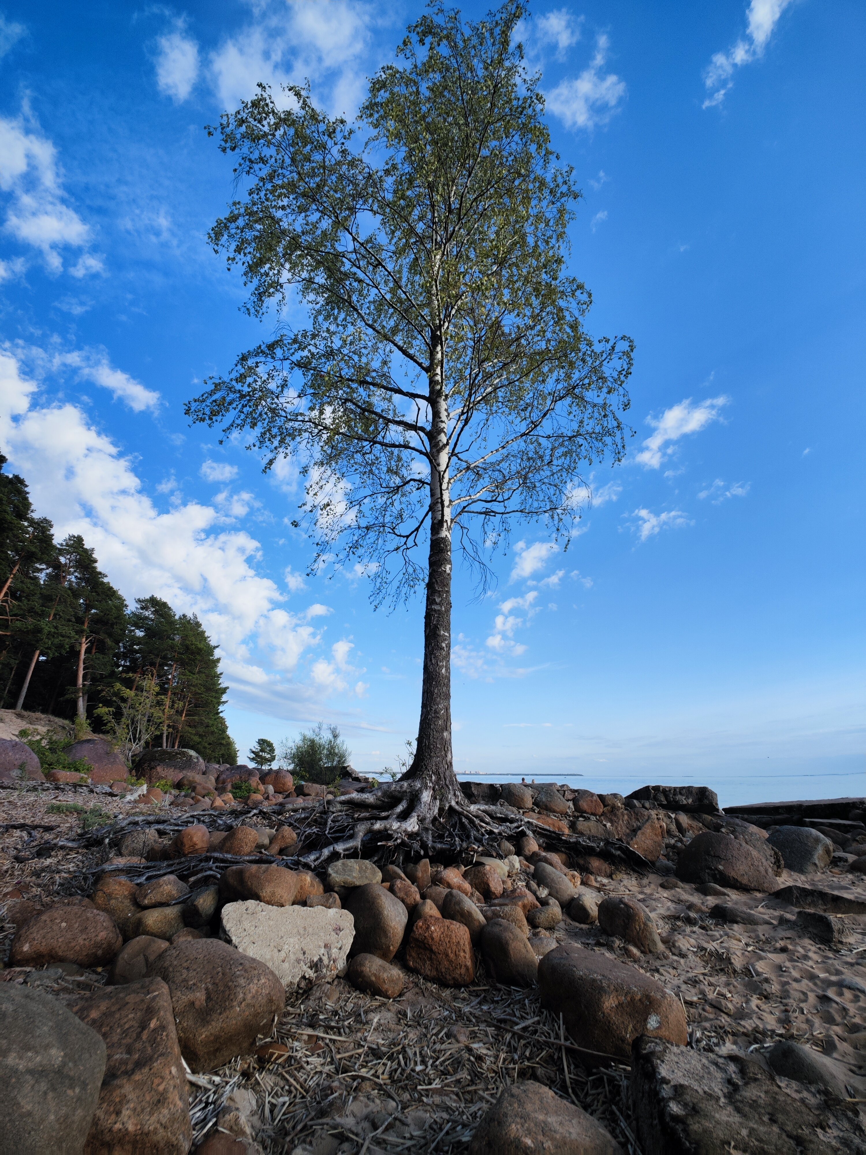 Фото Репино Парк Отель