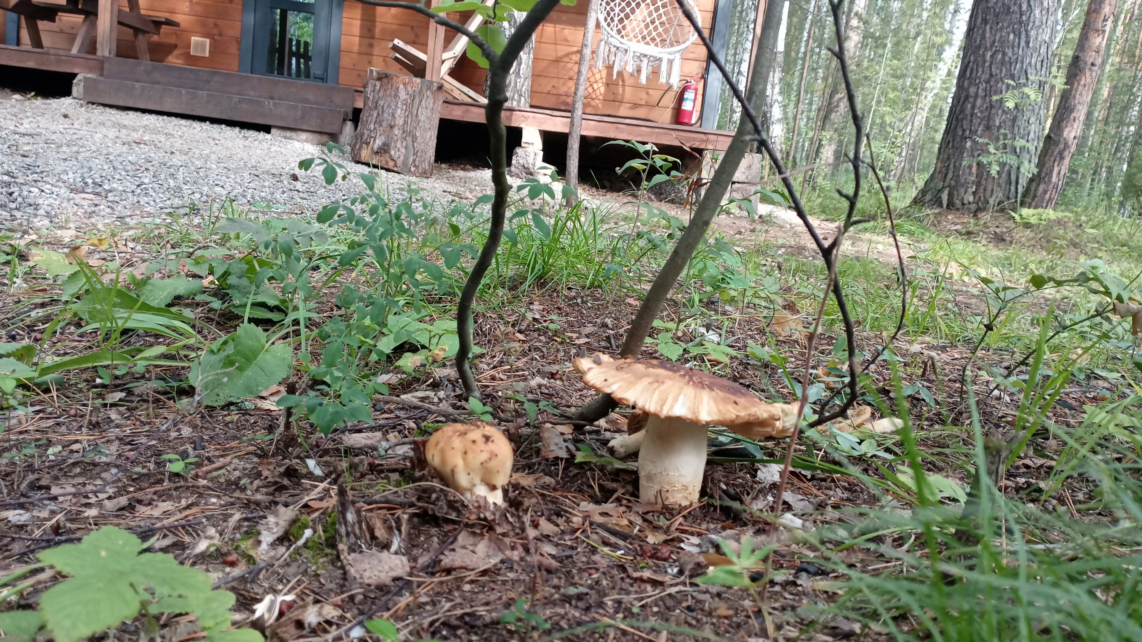 Фото Лесотерапия