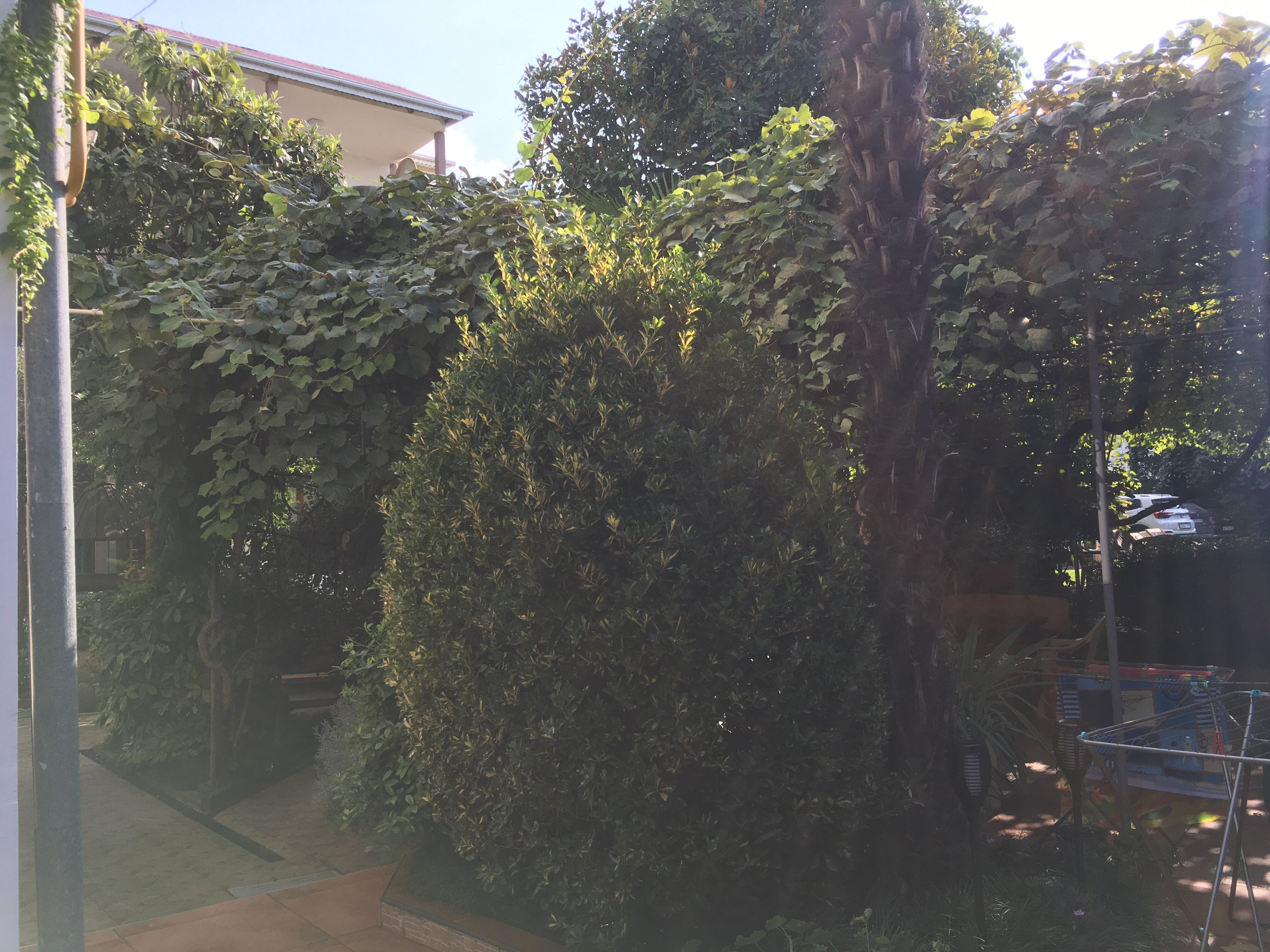 Фото Солоники