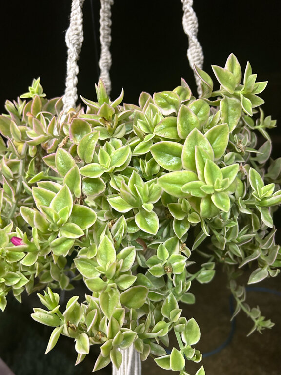 Фото Дача у моря