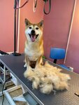 Dog&Spa (Engelsa Street, 38), pet salon