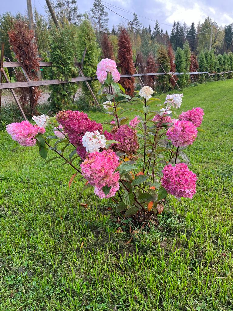 Фото Лесная Сова