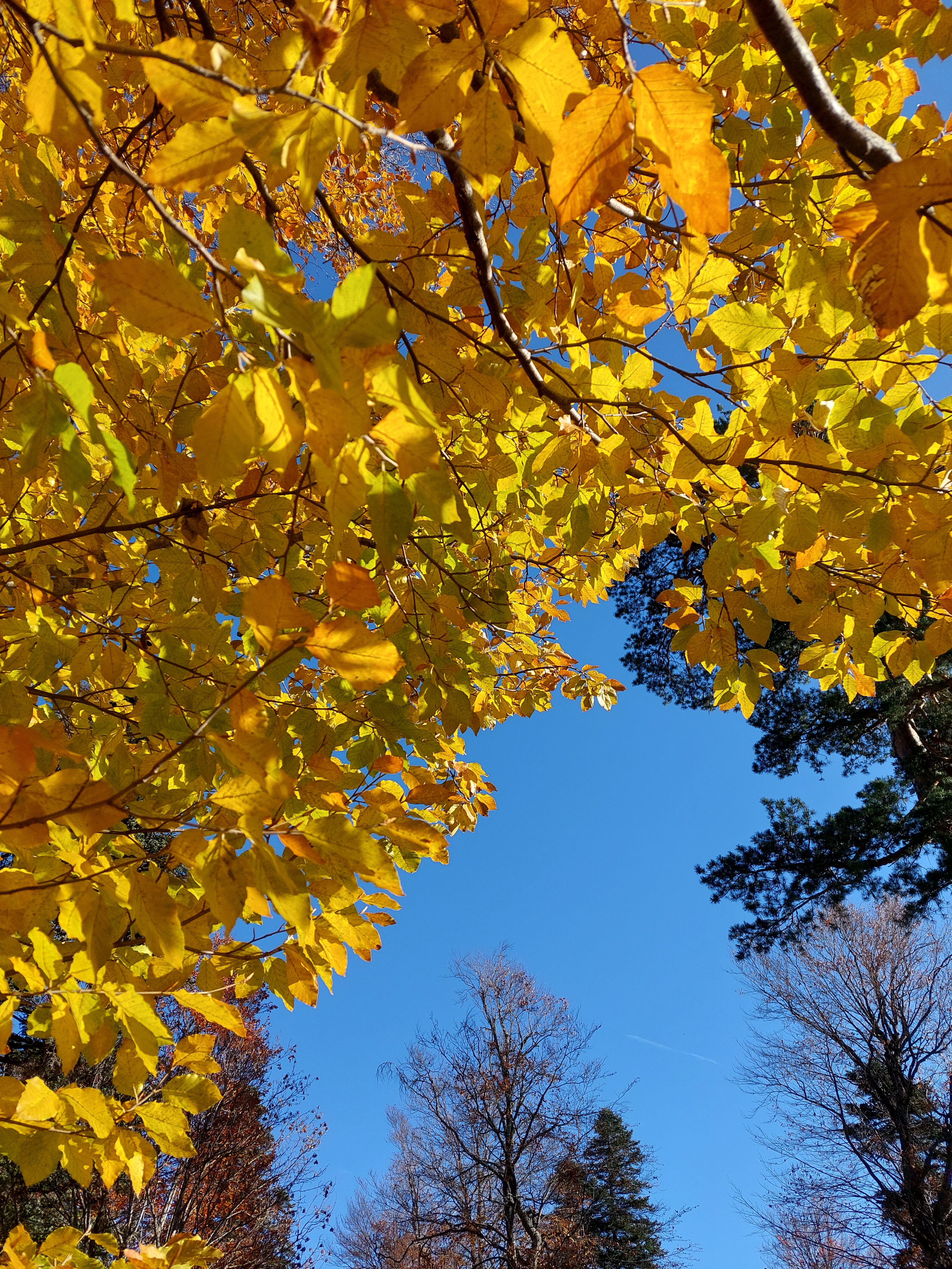 Фото Тебриз