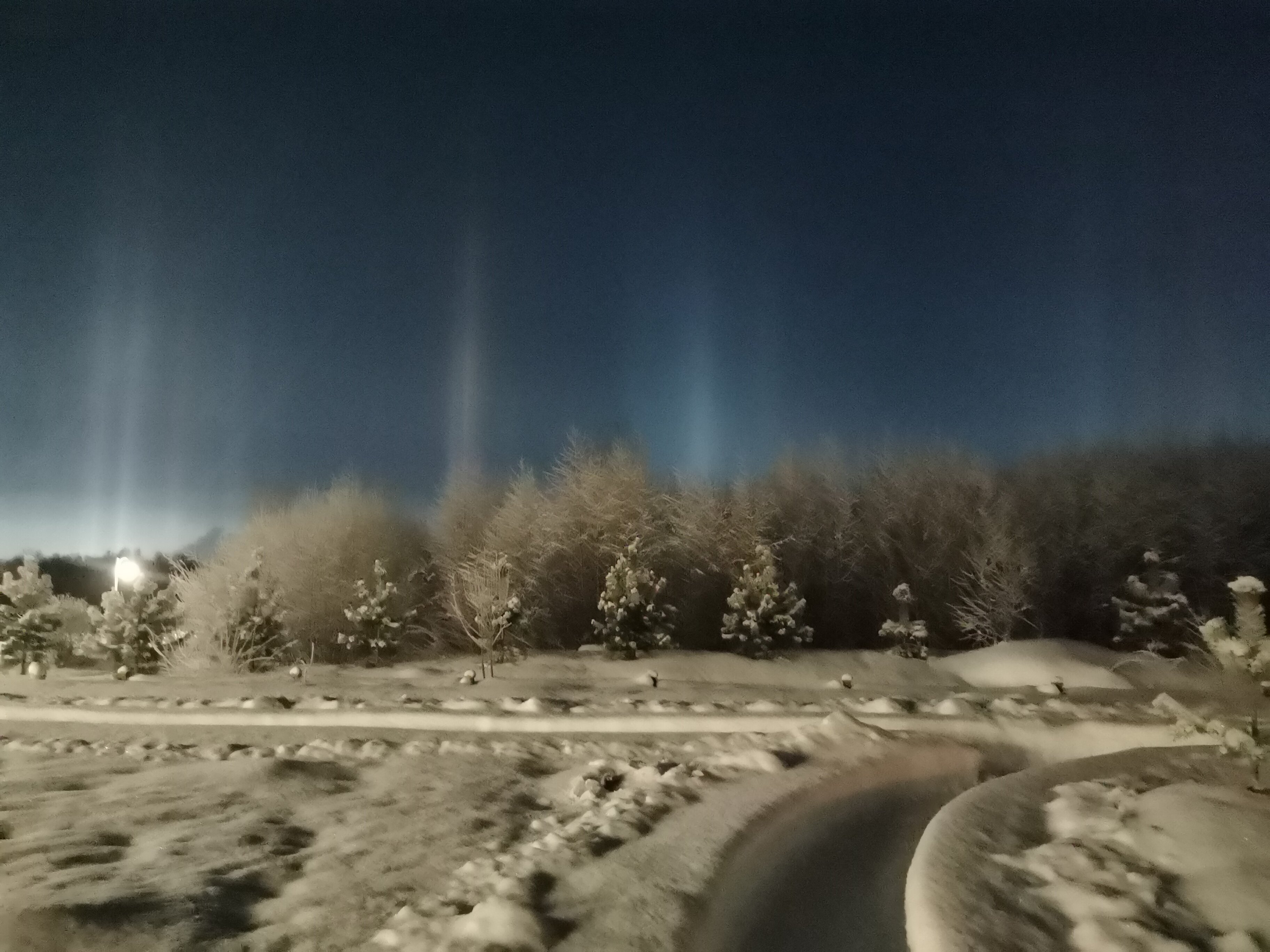 Фото Крокус