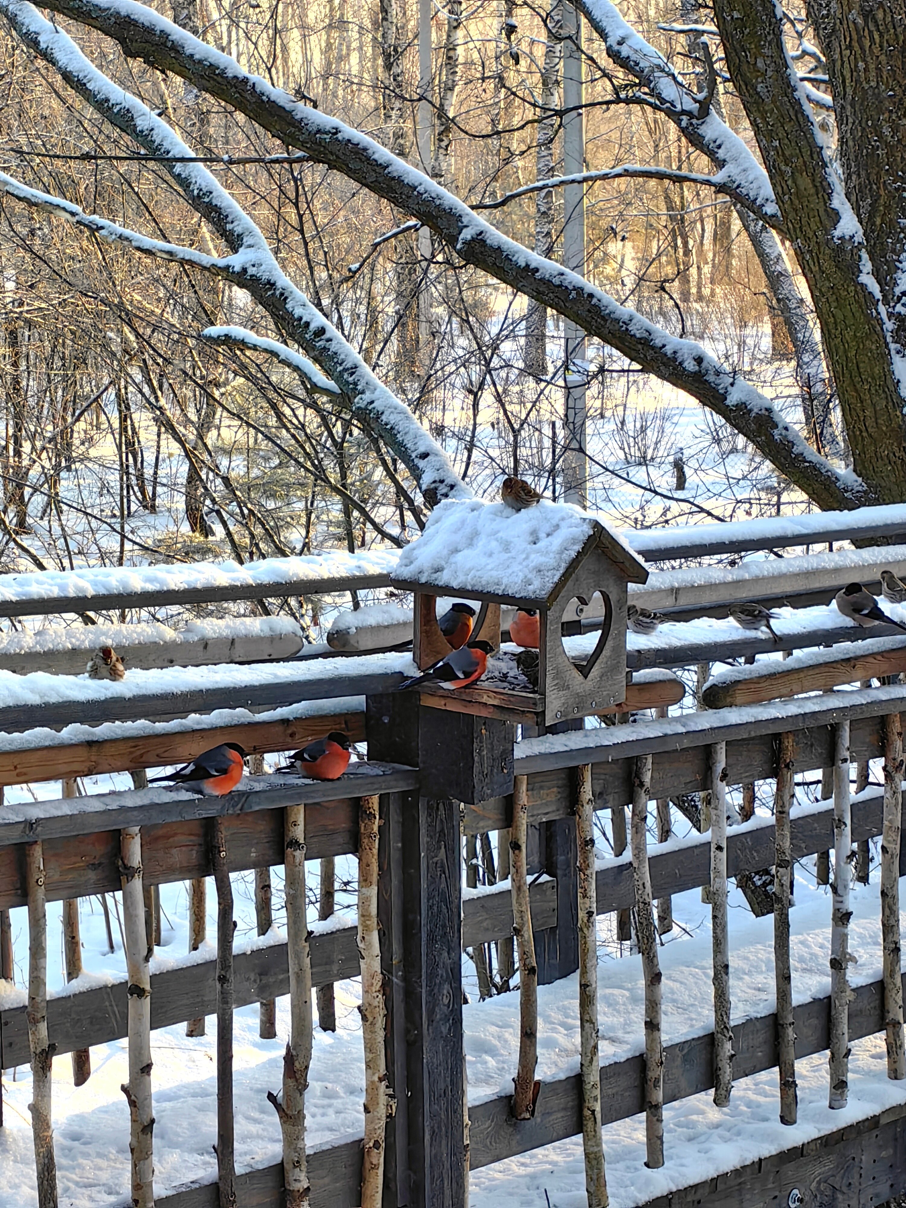Фото Лапочкино гнездо Дома на деревьях
