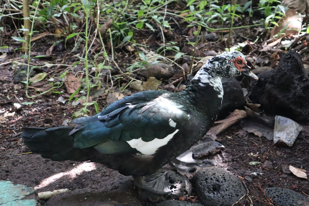 Фото Cinderland EcoVillage - Hostel