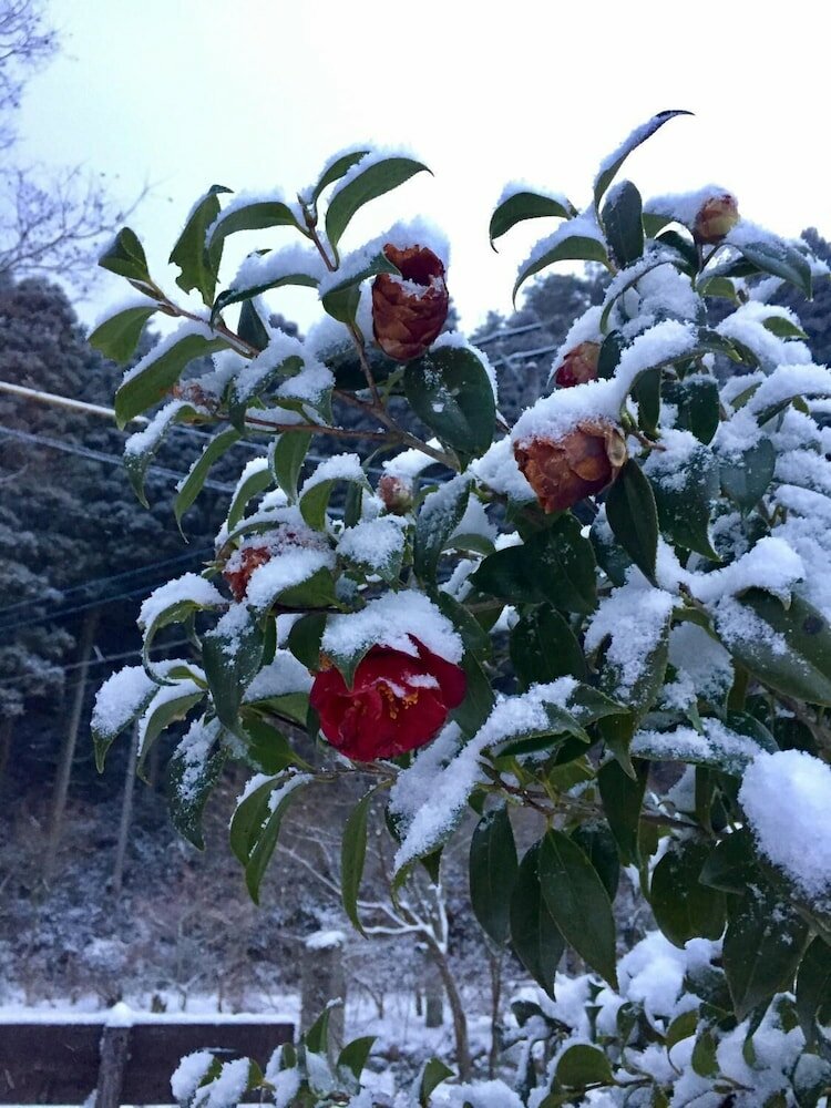 Фото Dosanko Mira Farm