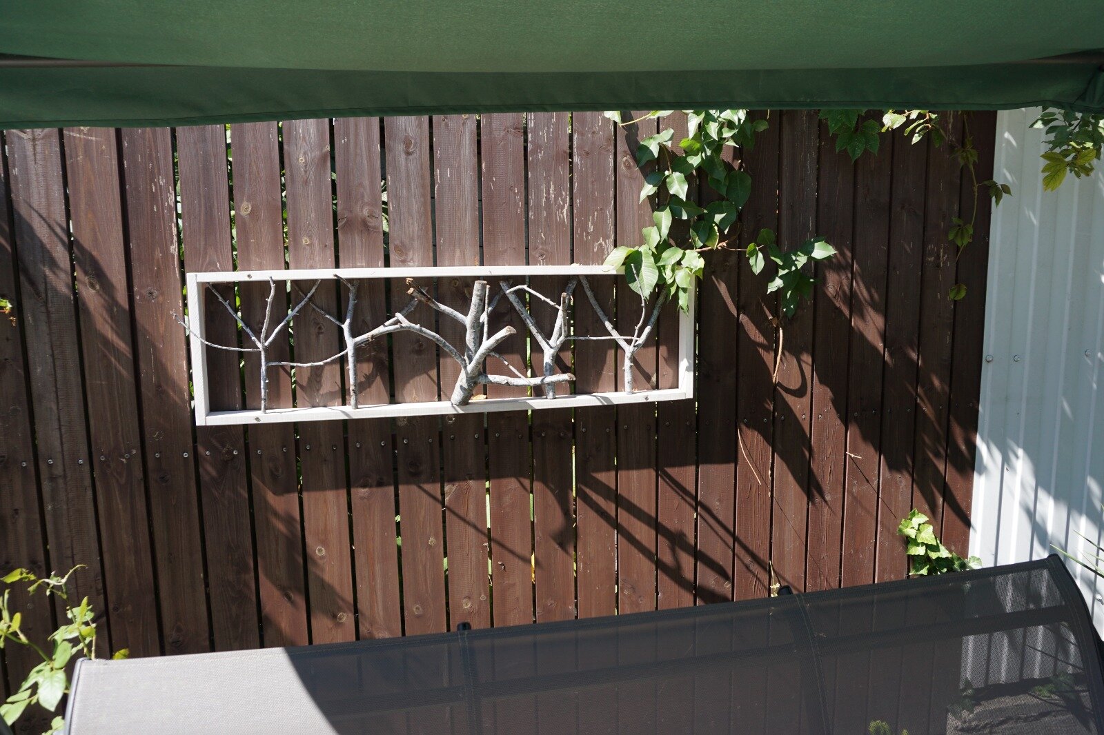 Фото Кофейное дерево