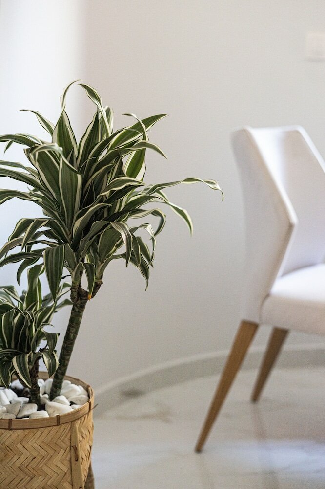 Фото The Rooster's Egg