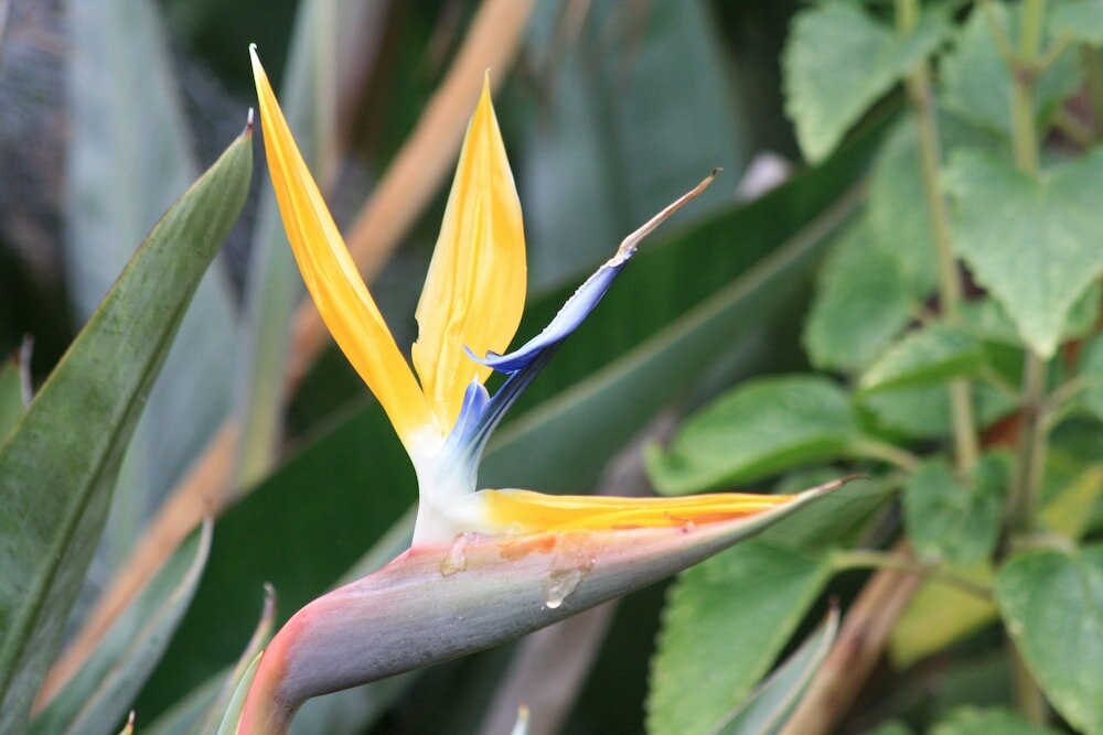 Фото Elephants Footprint Lodge