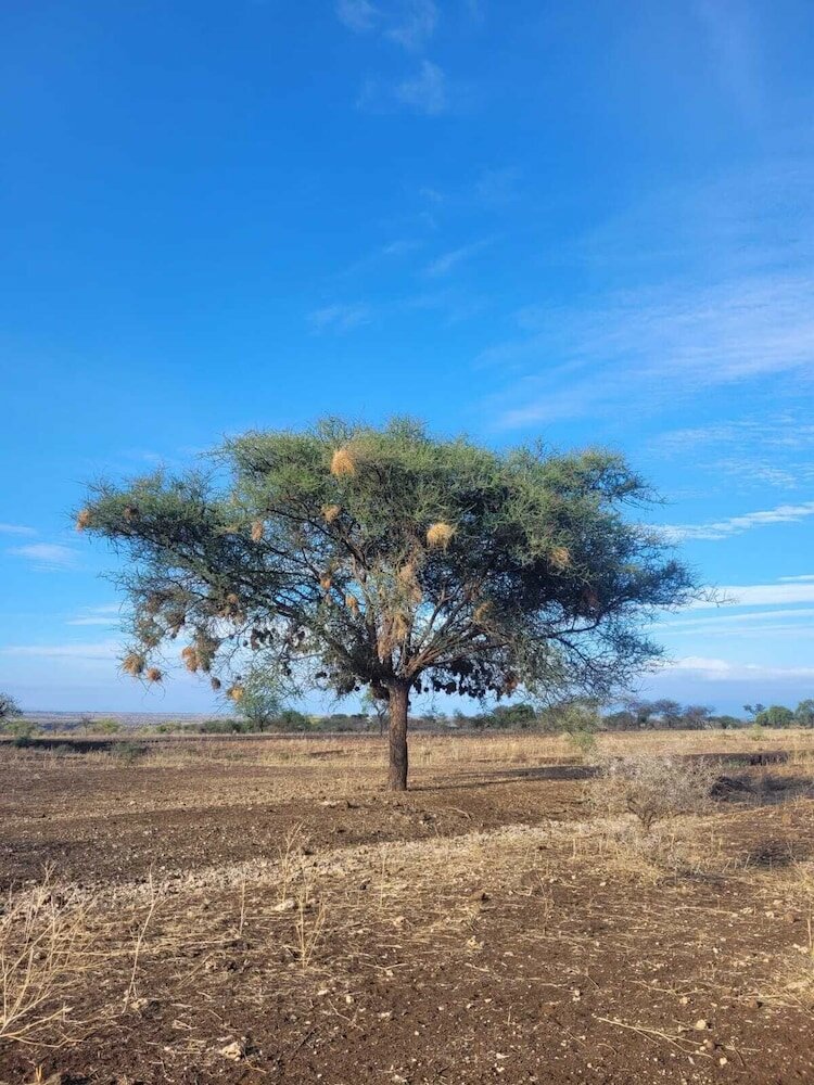 Фото Maasai Eco Boma Lodge