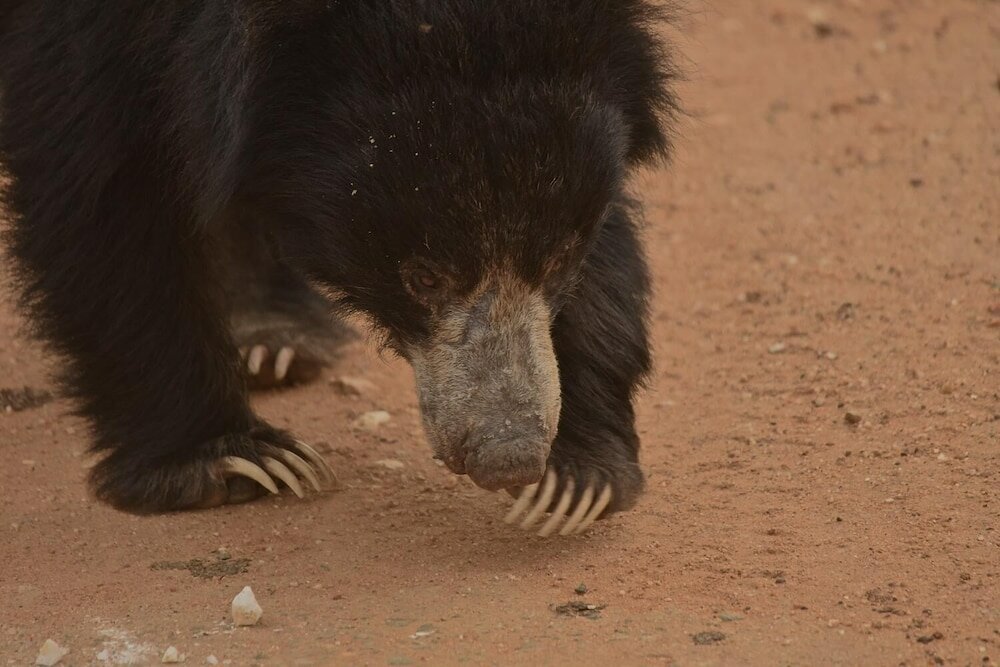 Фото Kele Yala Sri Lanka