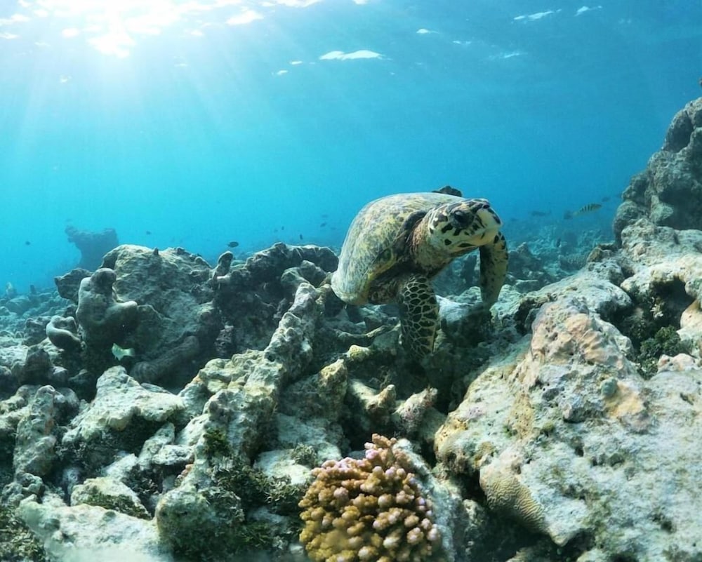 Фото One The Island