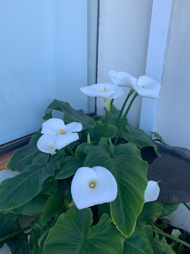 Фото Hotel Pousada Bella Locanda