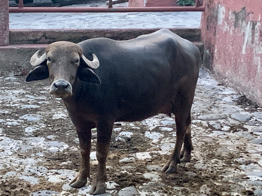Фото Rancho Agua Salada