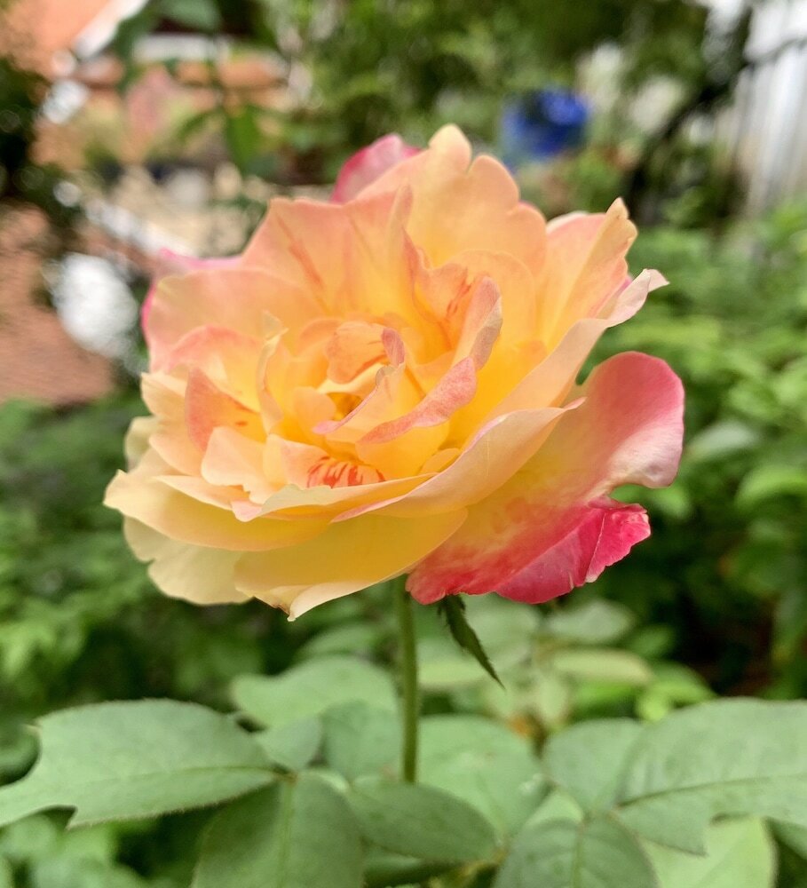 Фото Jirana Patong