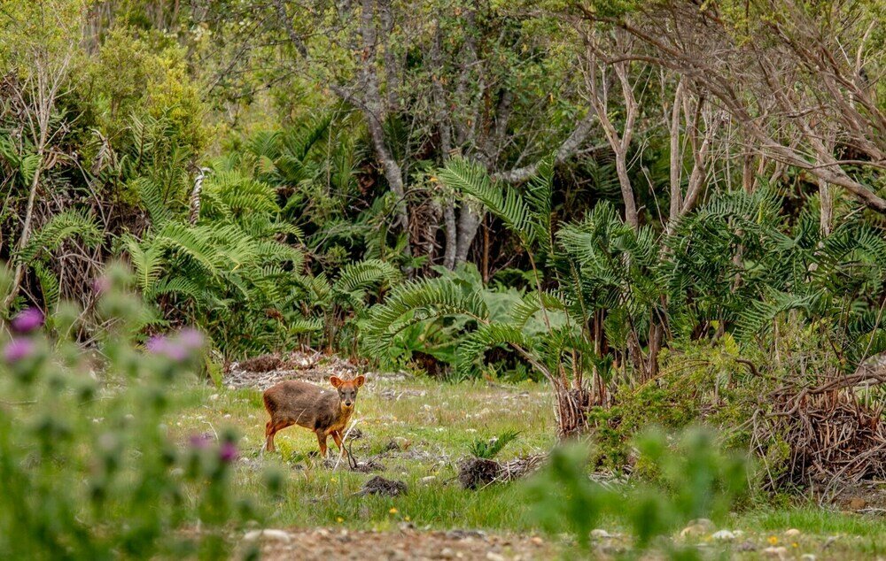 Фото Hotel Parque Tepuhueico